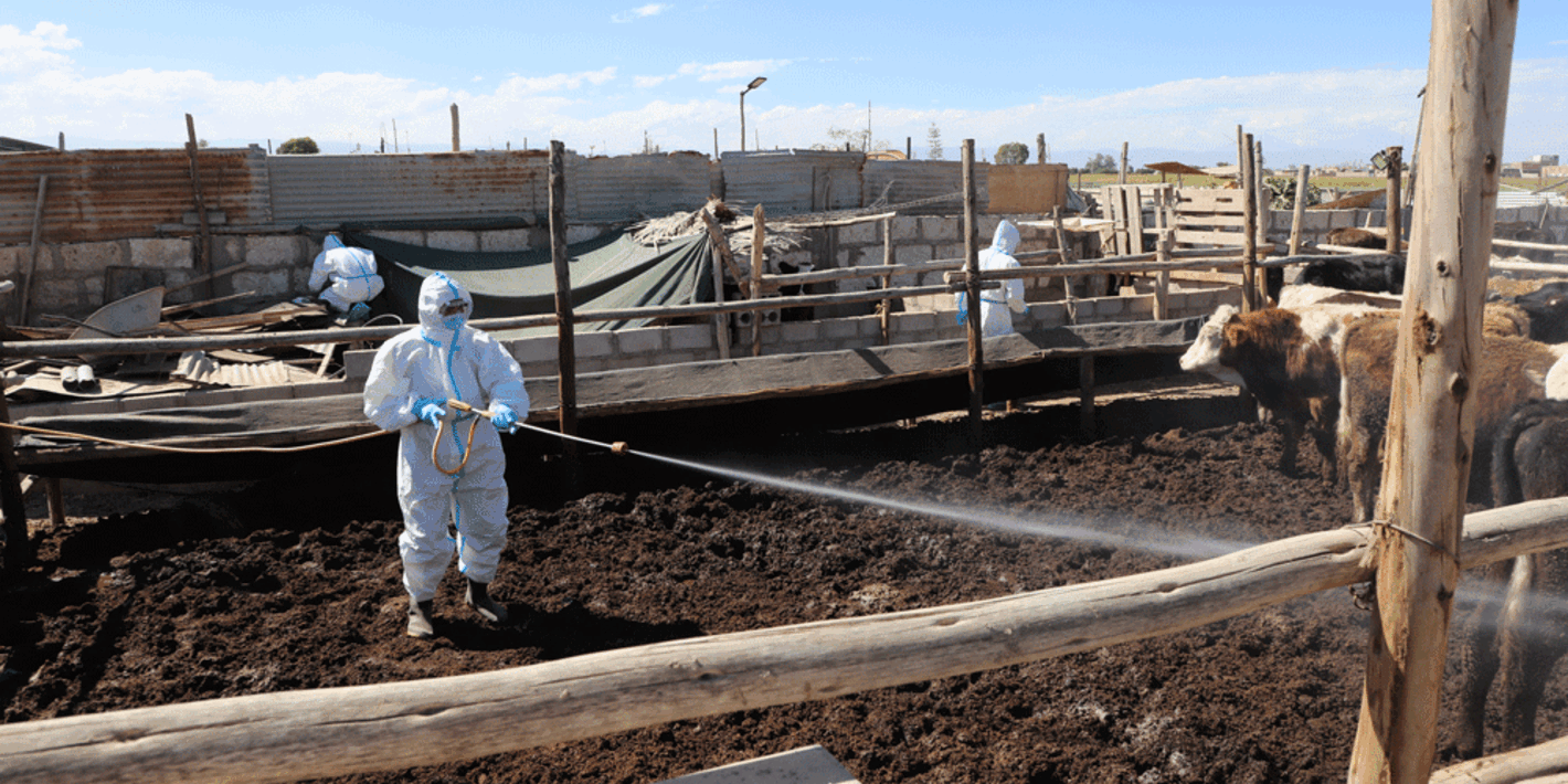 técnico paramentado con EPI desifectando área con vaca en simulacro de fiebre aftosa