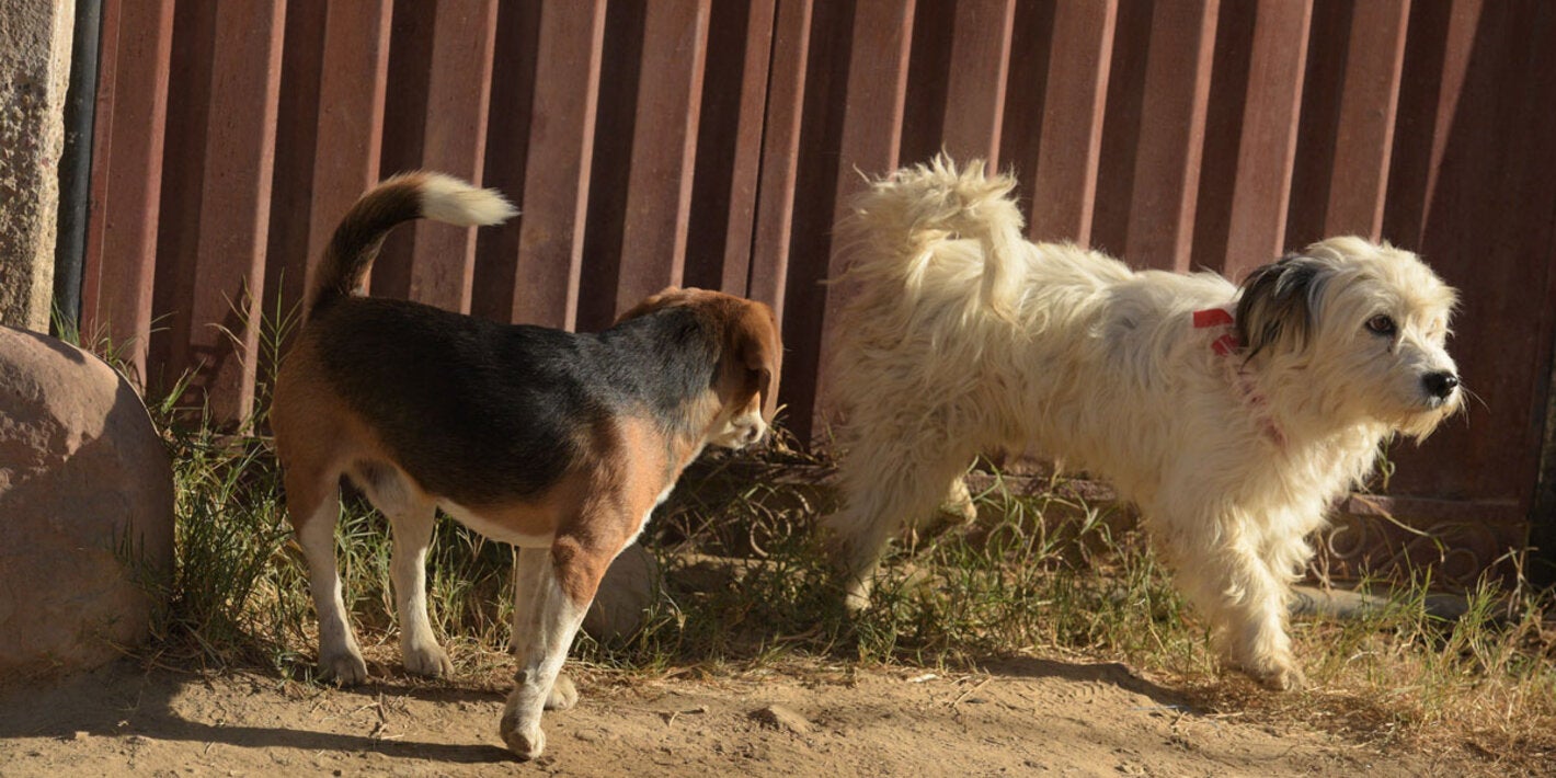 Street dogs