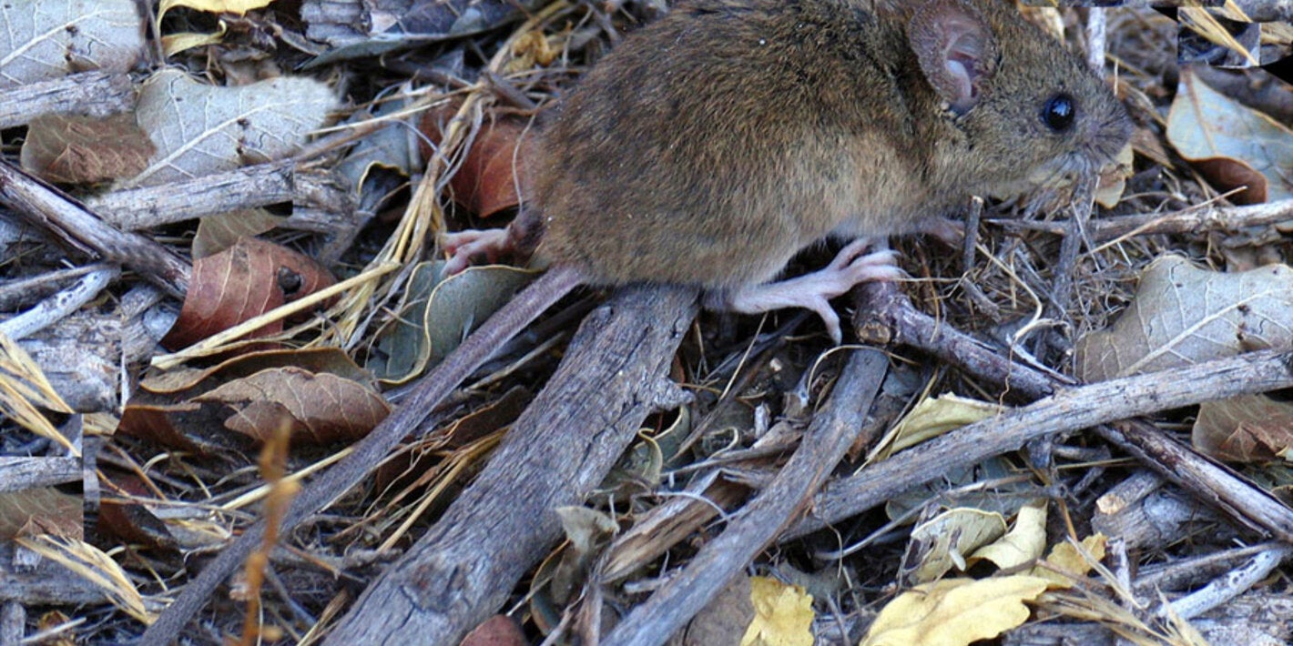 Ratón colilarga