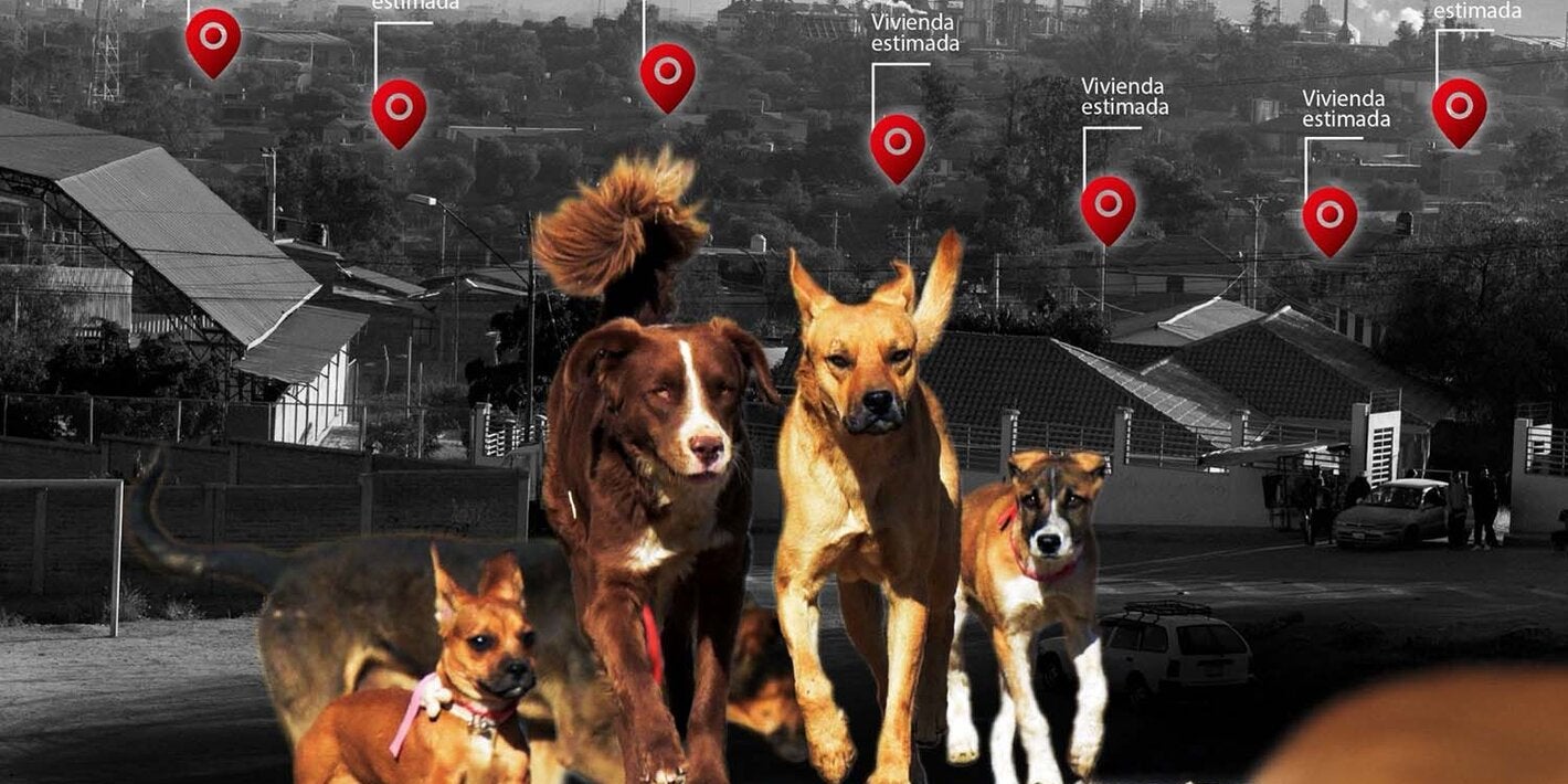 portada de la metodología de estimación de la población de perros y gatos en la que aparece un primer plano de perros caminando con el fondo de ciudad detrás