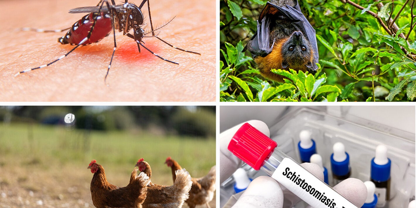 Collage of mosquito, bat, chickens and schistosomiasis image
