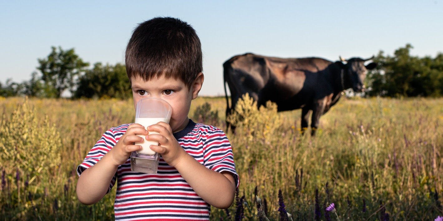 niño bebiendo leche en campo con vaca en el fondo para representar la amenaza de la brucelosis