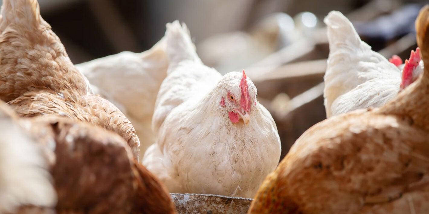 Gallinas de granja