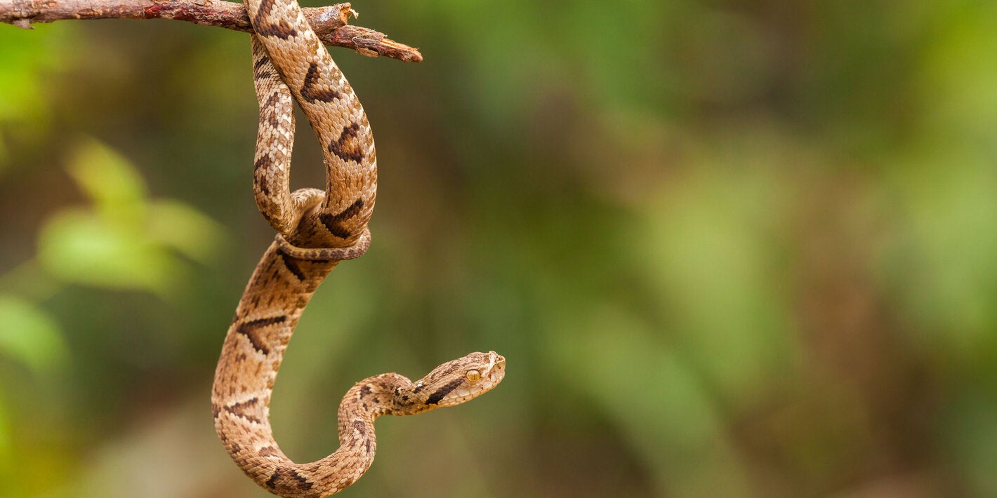 serpiente venenosa bothrops en la naturaleza