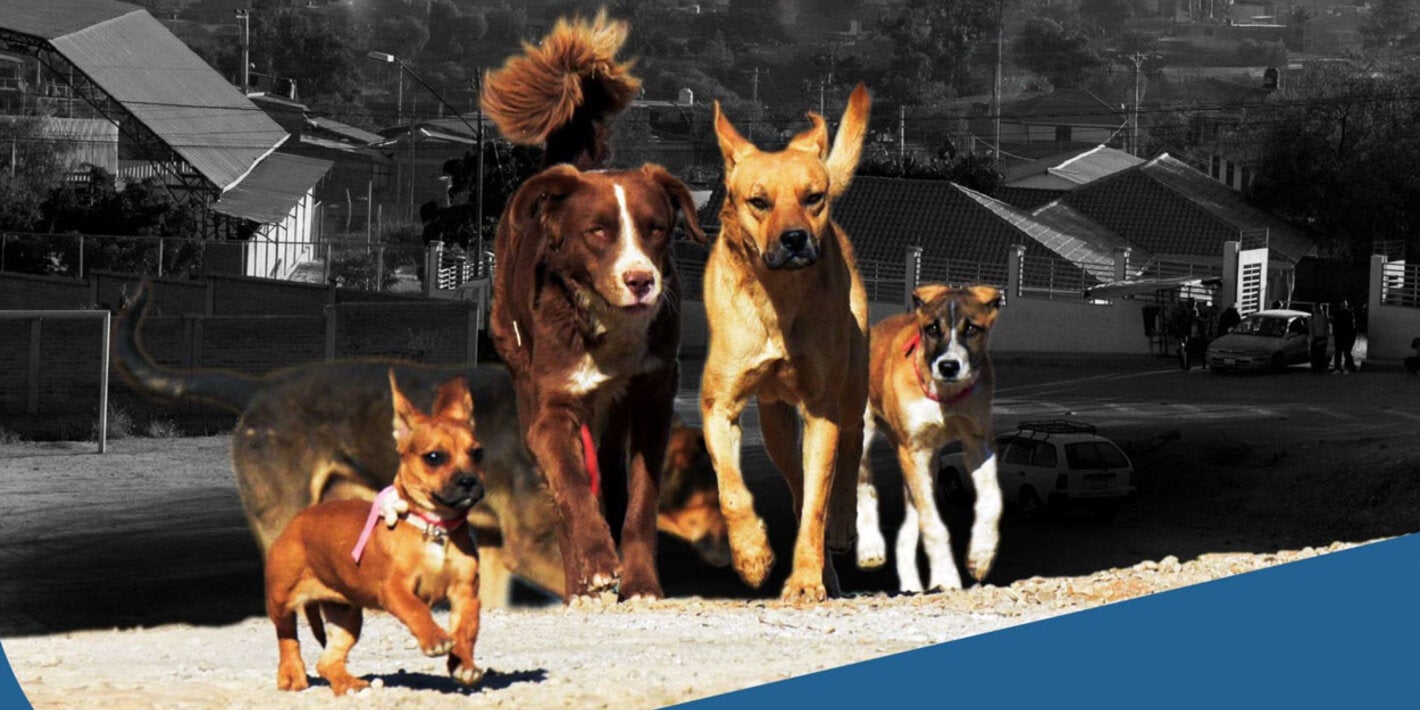 Group of five dogs in different sizes and breeds