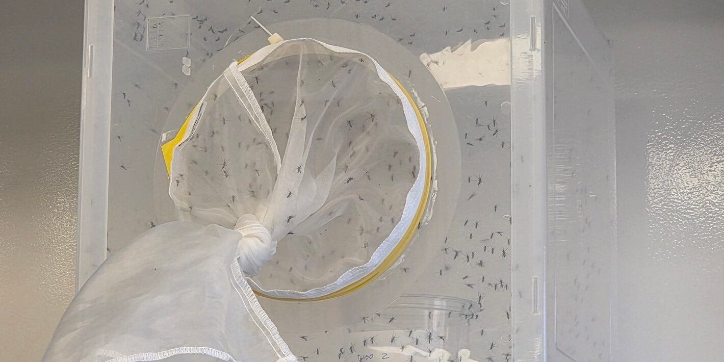 Mosquitos esteriles URY