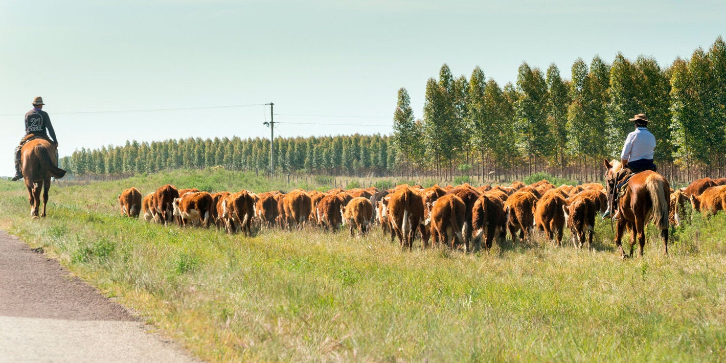 vaqueros y vacas en el campo en Uruguay