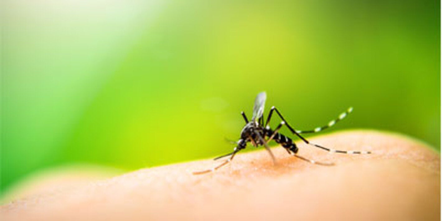 PAHO moves forward with updating the Regional Strategy for the Prevention and Control of Arboviral Diseases