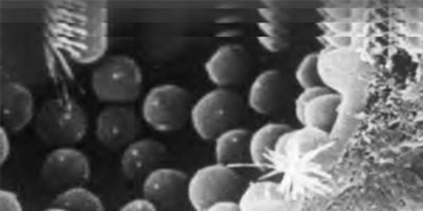 Interactive atlas of leishmaniasis in the Americas: Clinical aspects and differential diagnosis. Updated version