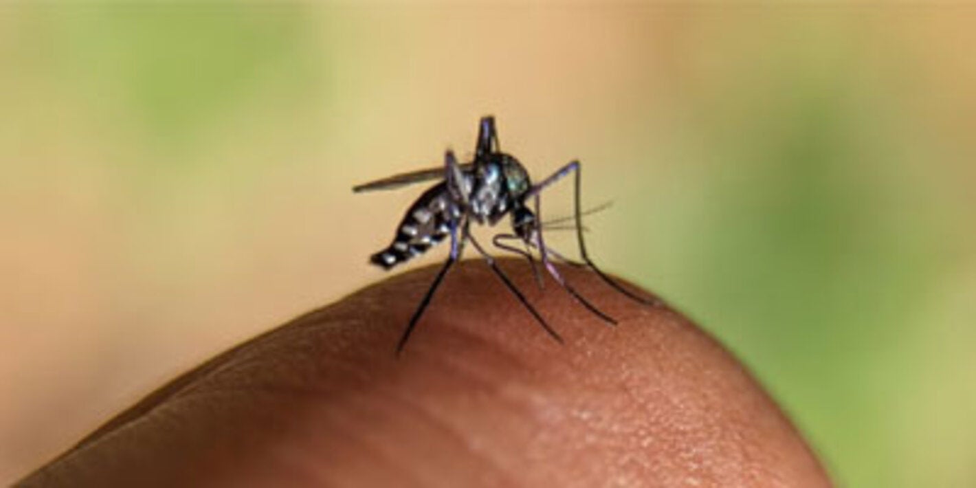 L'OPS met en garde contre une transmission soutenue de la fièvre jaune dans certaines régions d'Amérique du Sud