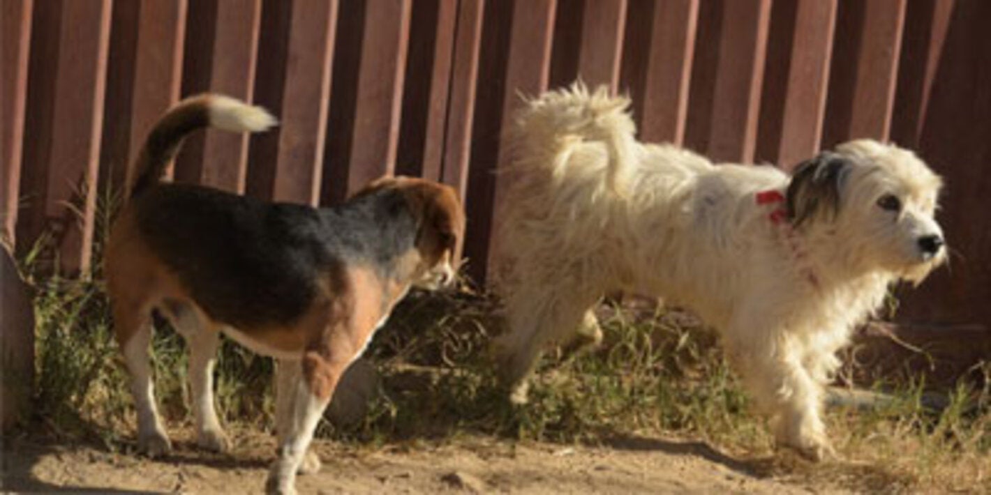 Peru and Bolivia strengthen cooperation to tackle rabies