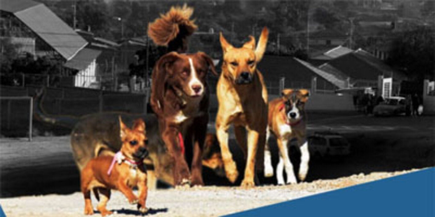 Un nouvel outil aidera les pays d'Amérique latine et des Caraïbes à prévenir la rage et d'autres maladies zoonotiques grâce à des données plus précises sur les populations de chiens et de chats