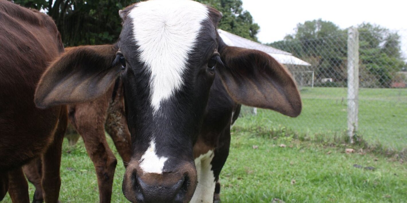 simulacro contra focos de fiebre aftosa