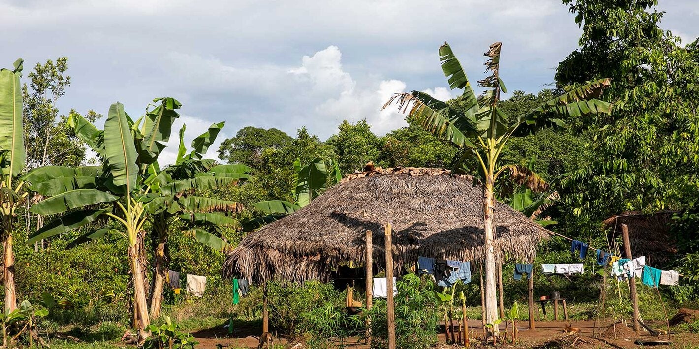 Brazil and PAHO collaborate to control sand flea disease