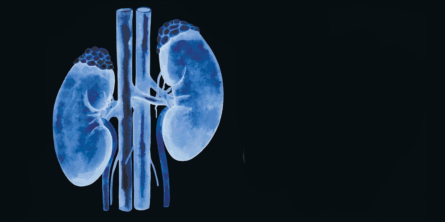 kidneys