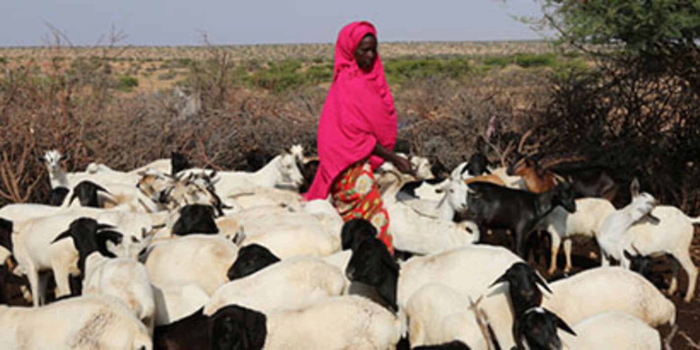 Woman tending to cattle