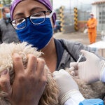 Día Mundial Contra la Rabia 2020