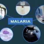 curso malaria