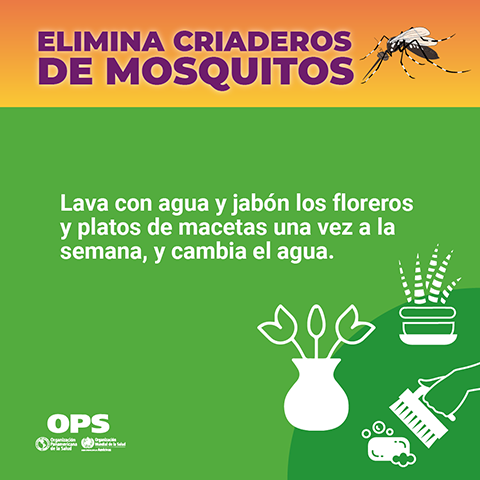 "Elimina criaderos de mosquito - Floreros