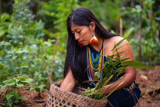 Plantas medicinales poblaciones indígenas