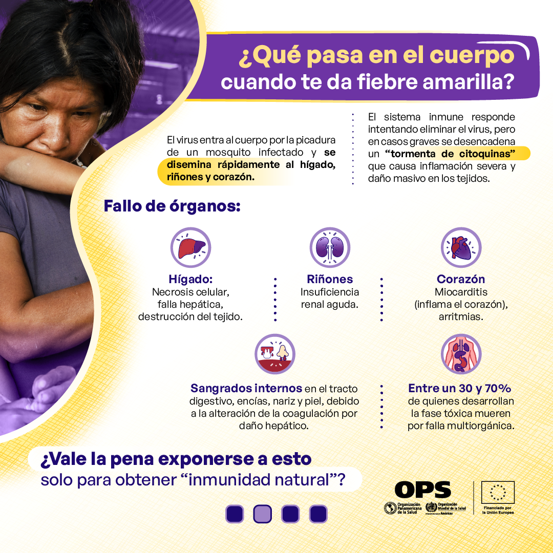 Mito sobre fiebre amarilla y supuesta inmunidad natural