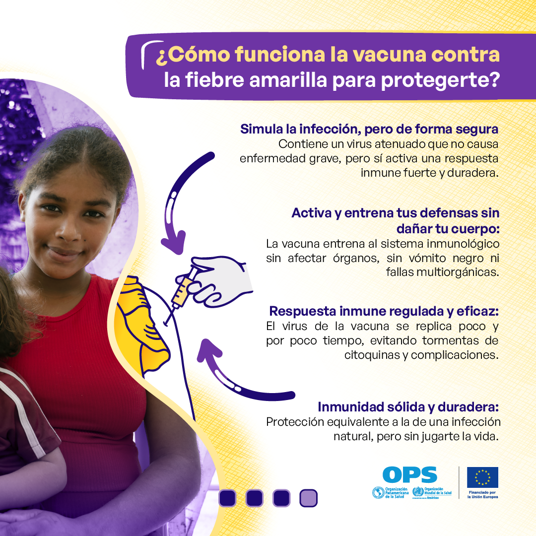 Mito sobre fiebre amarilla y supuesta inmunidad natural