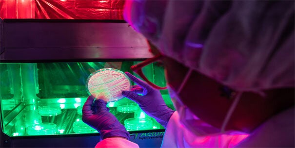 bacteriologa viendo bacterias