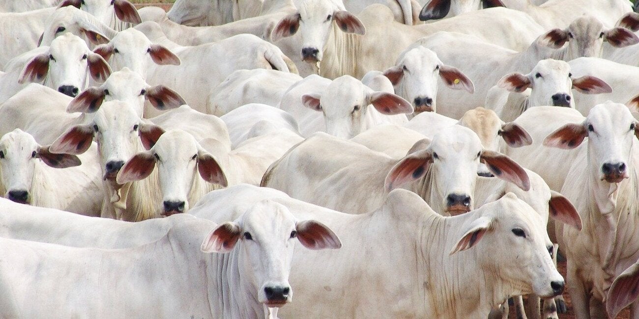 ¿Qué es un Banco de Antígenos de Fiebre Aftosa y por qué es importante para los países de las Américas?