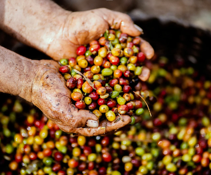 hands holding coffee beans