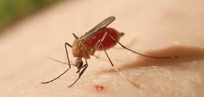 Conoce más sobre la fiebre amarilla