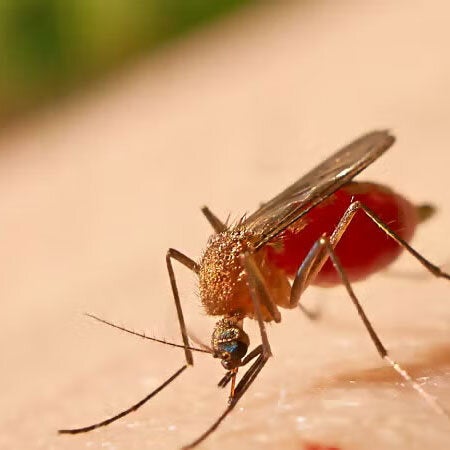 Mosquito fiebre amarilla