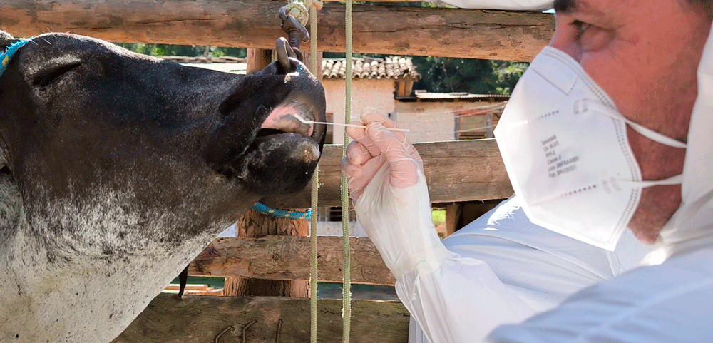 veterinario ascultando posibles heridas de fiebre aftosa en una vaca