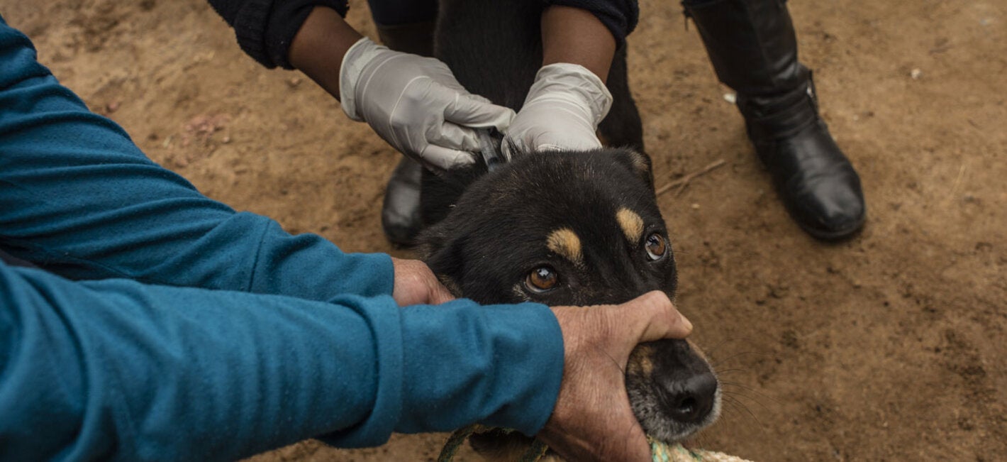 Perro recibiendo vacuna contra la rabia