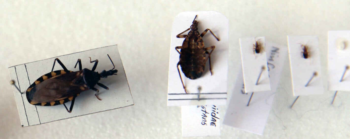 Chagas specimens