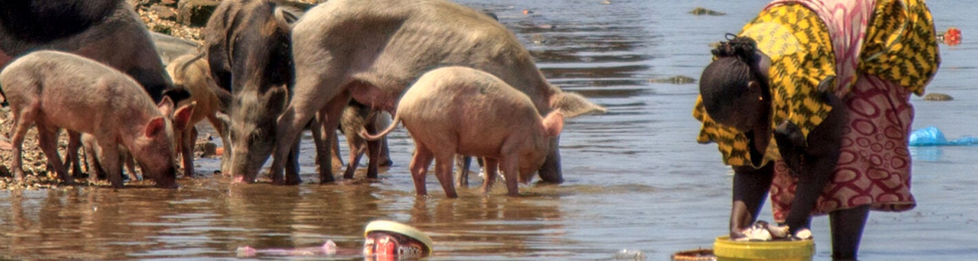 Study reviews efficacy and safety of drugs against taeniasis caused by the pork tapeworm