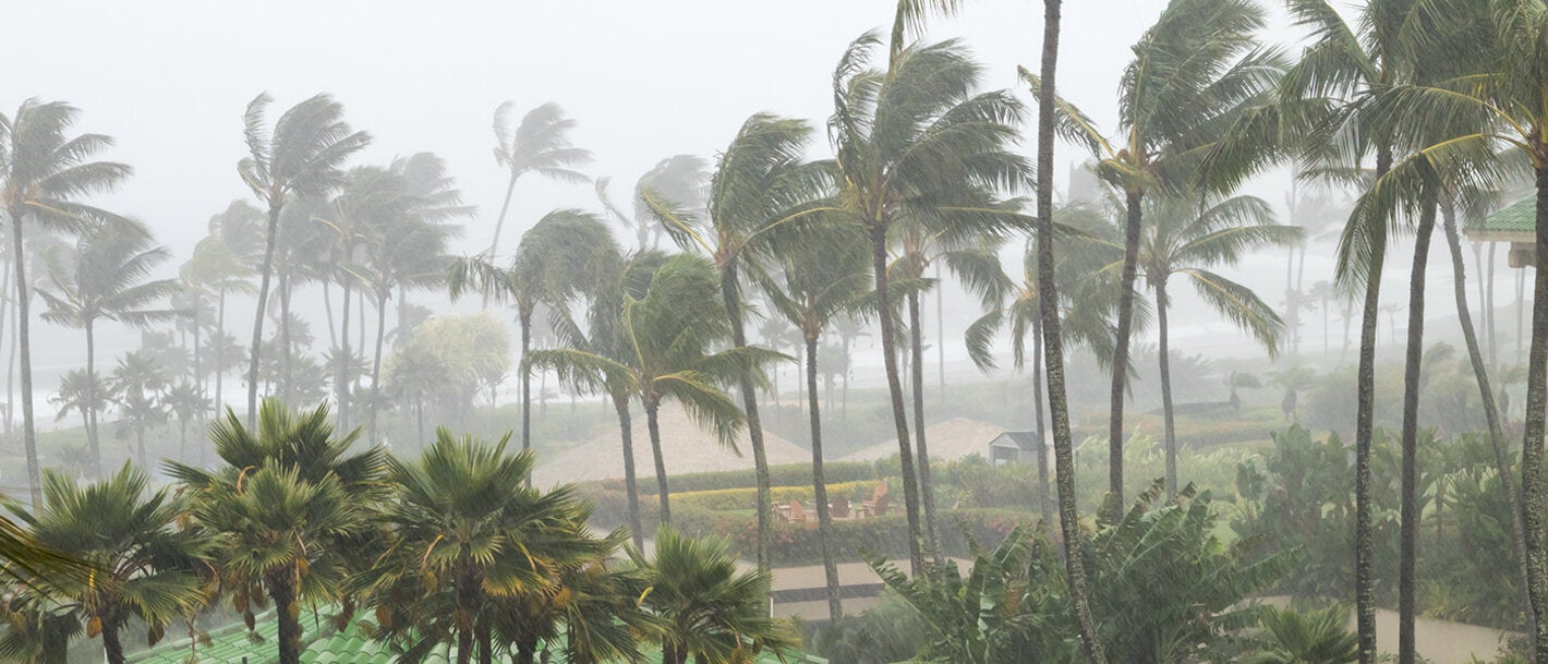 palm trees in a hurricane