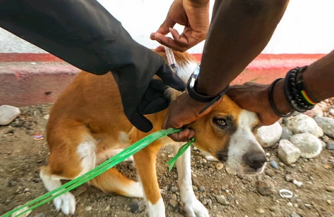 un perrito recibiendo su vacuna