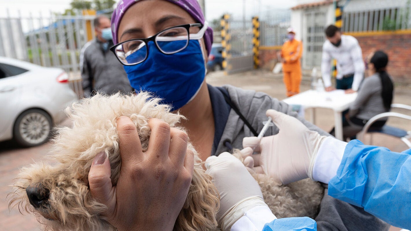 Rabies vaccination 