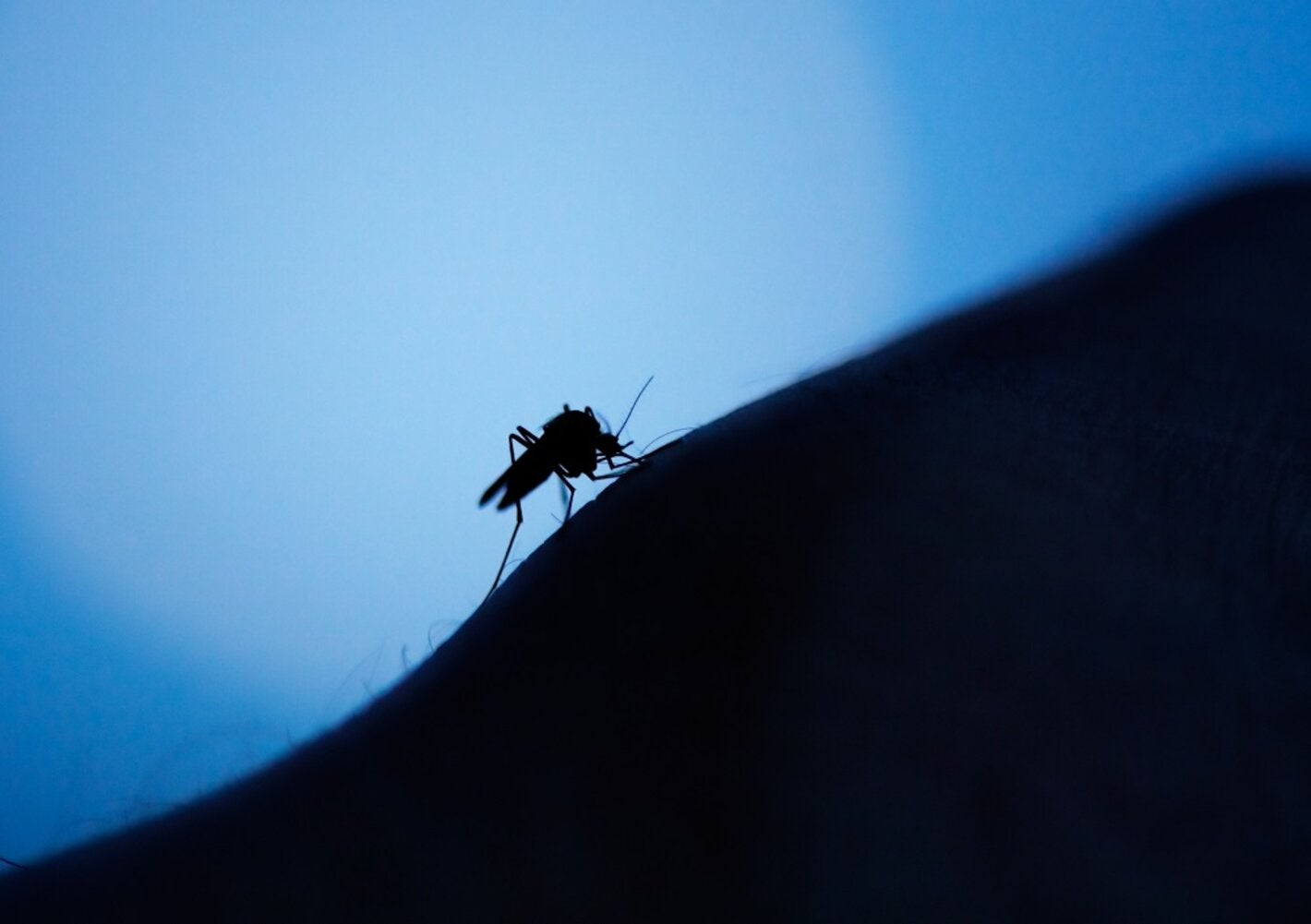 Mosquito Aedes em braço humano