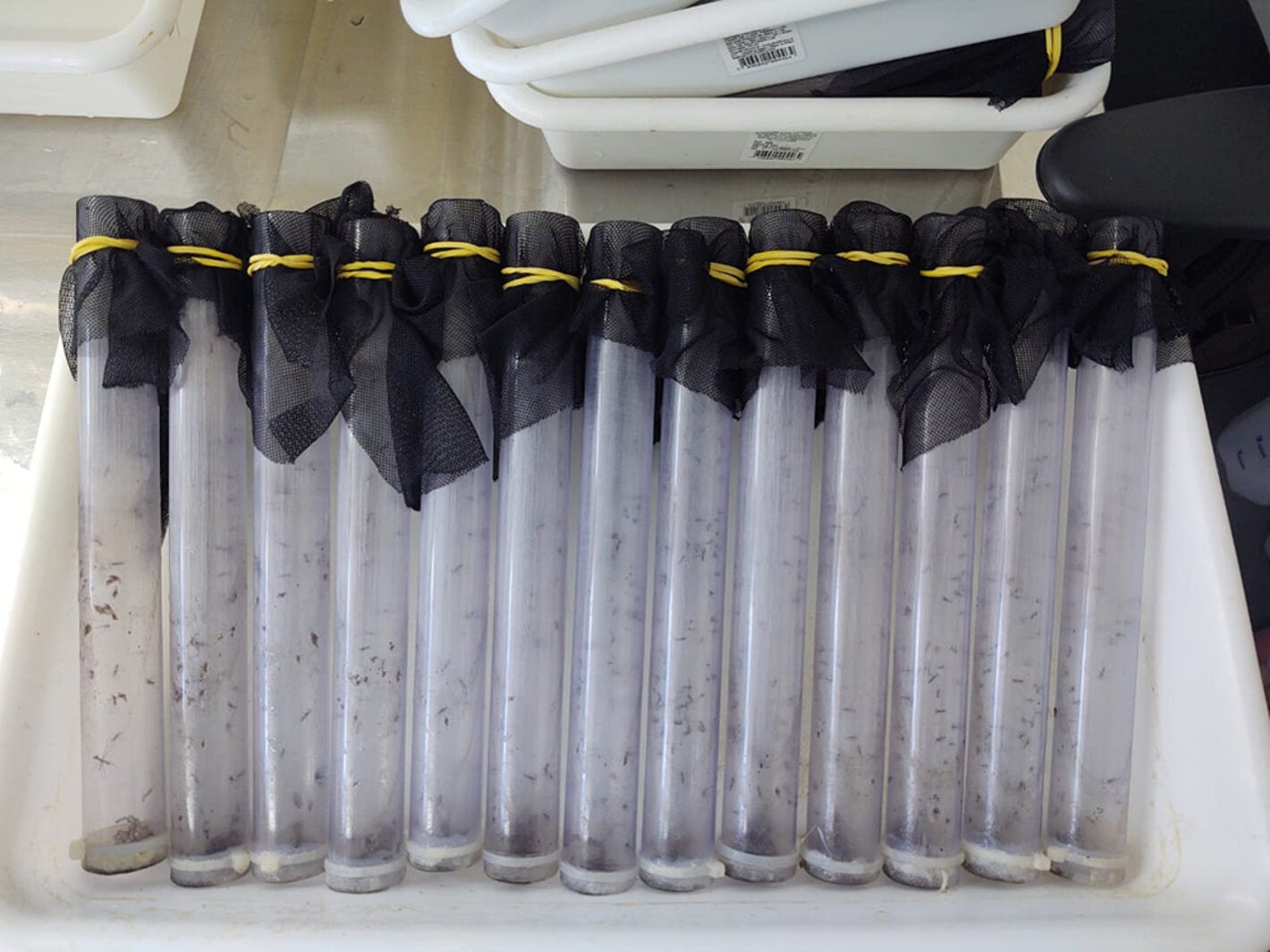 Soltura de mosquitos com Wolbachia em Campo Grande