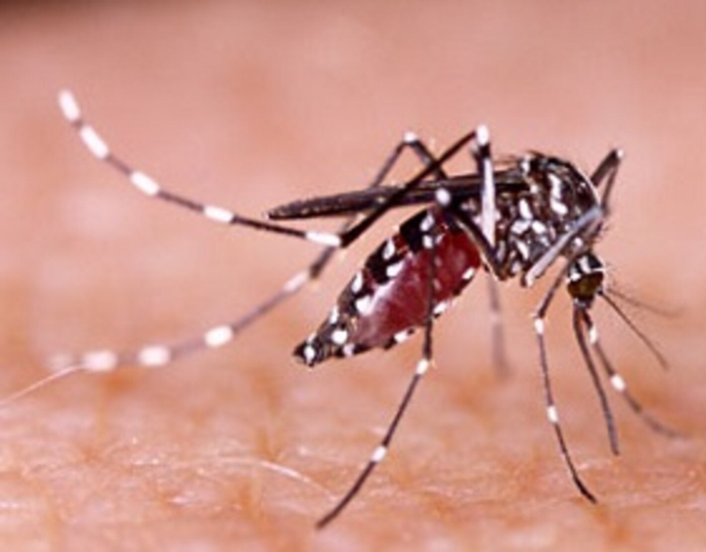 dengue