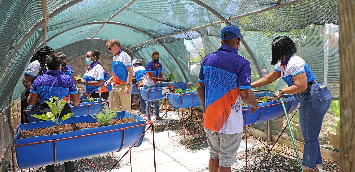 Staff planting vegetables