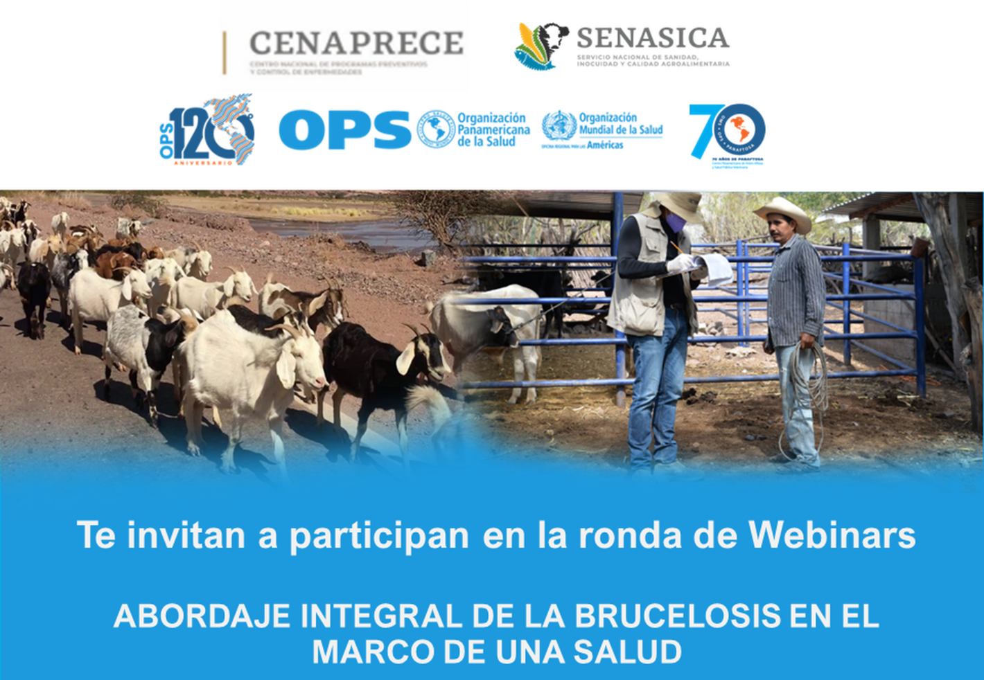 Ronda de webinars sobre brucelosis