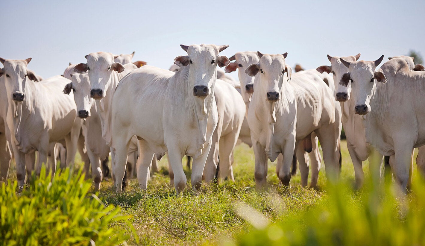 Cattle in the field in South America