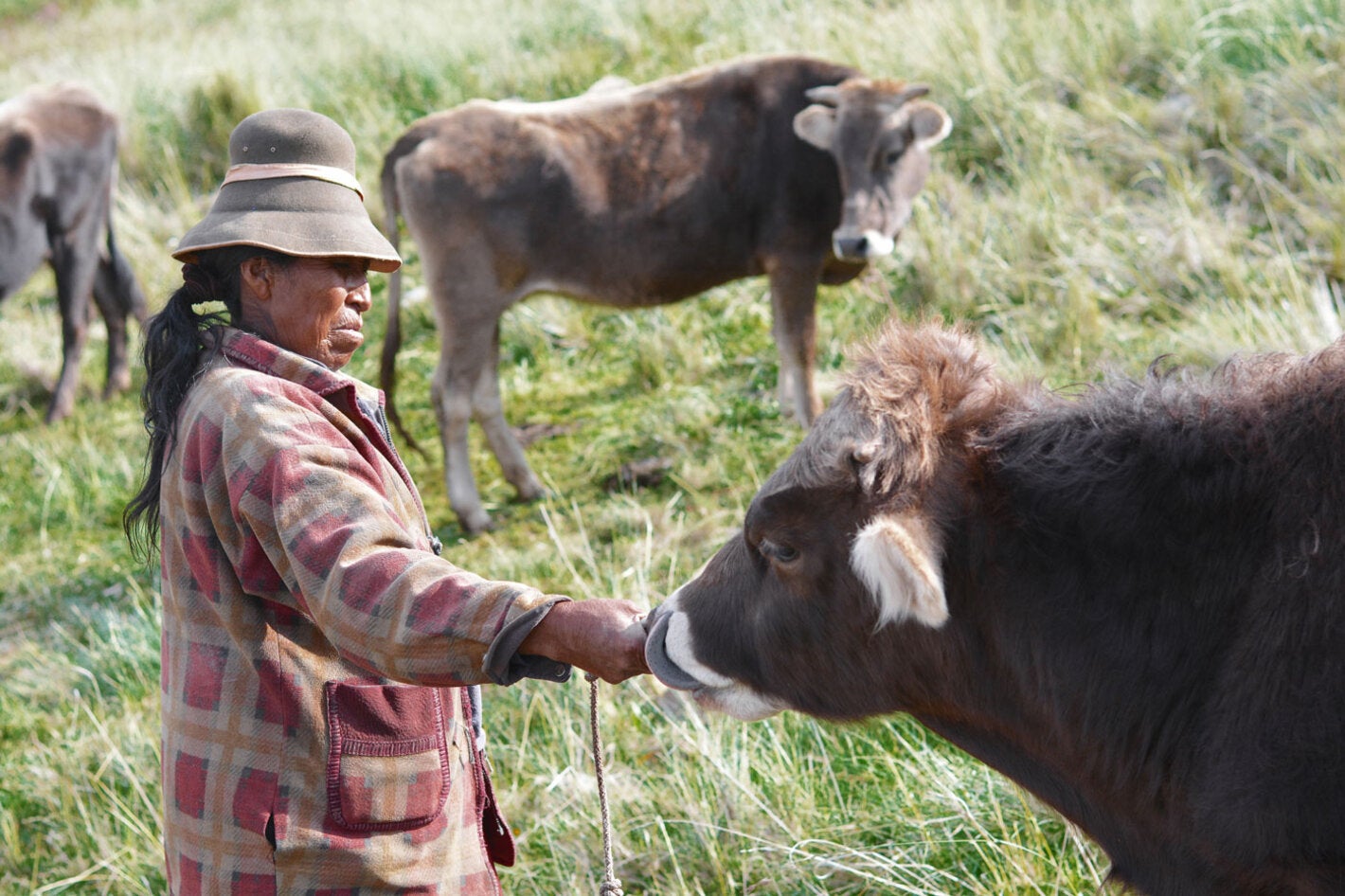 Vacas, libre de fiebre aftosa sin vacunación