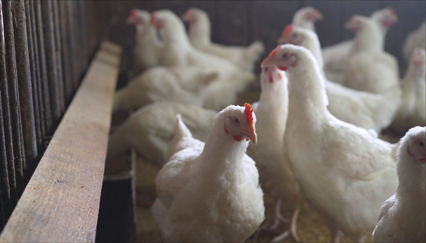 white chickens in an enclosure