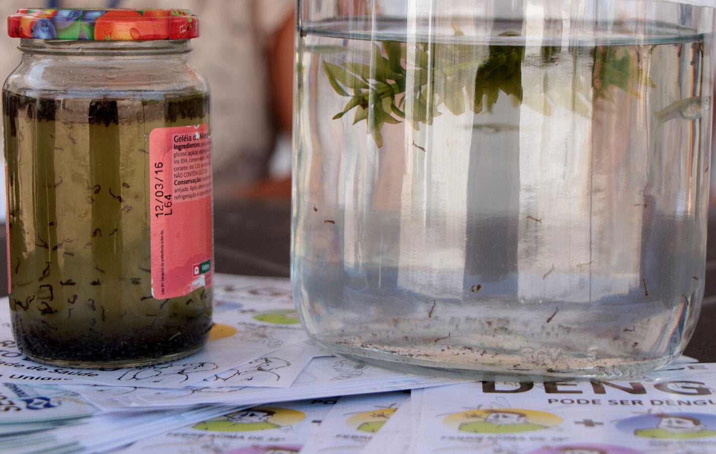 lucha contra el dengue