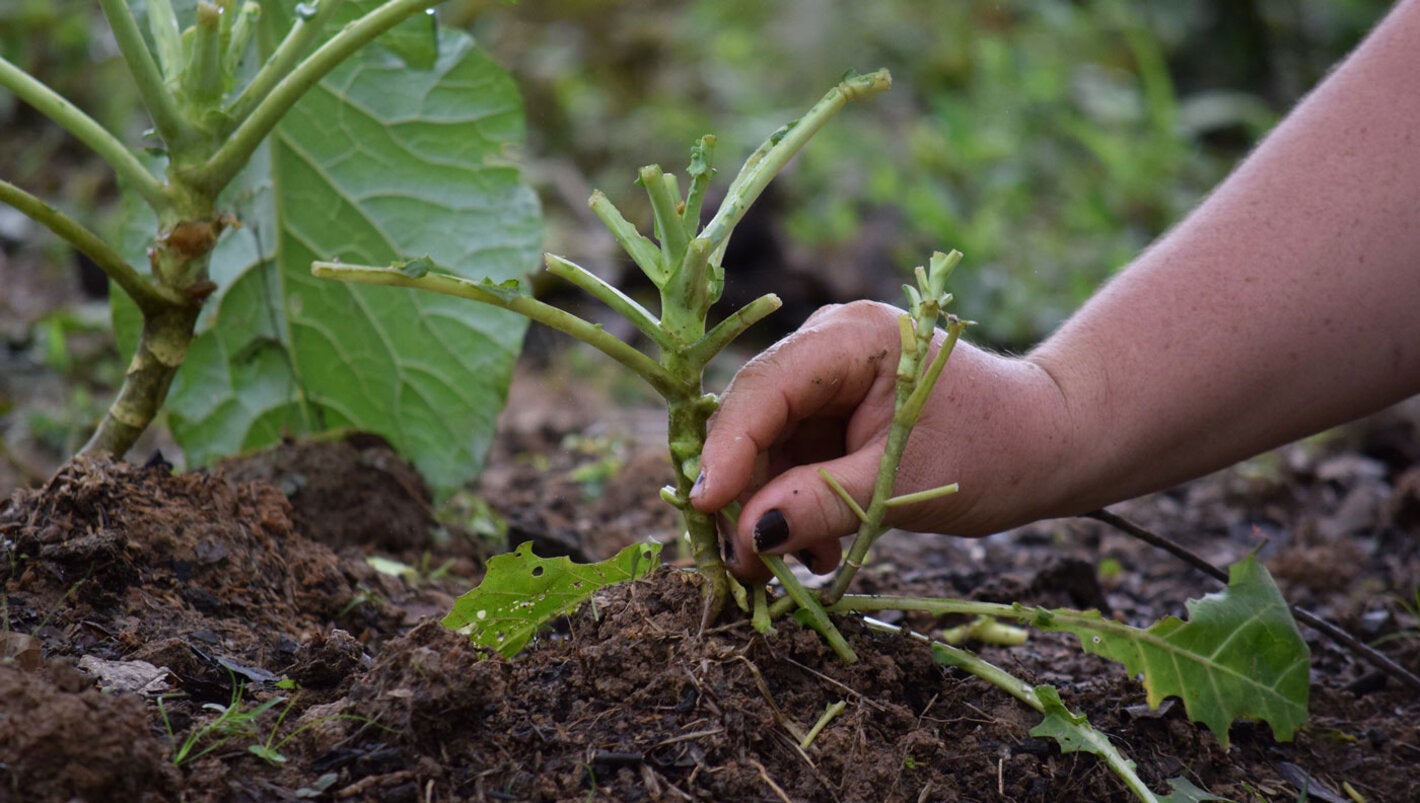 una mujer cuida planta