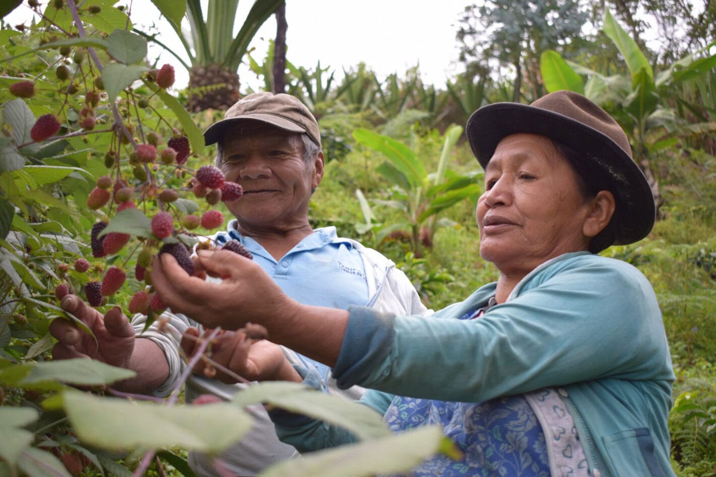 Man and picking strawberries