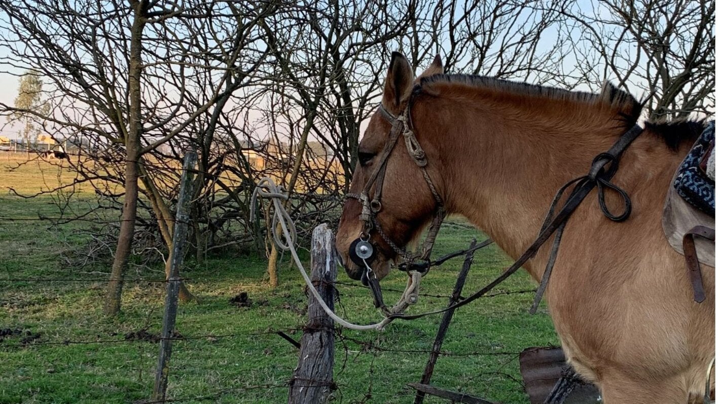 Foto de caballo en el campo